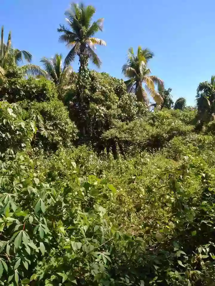 Lot for Sale – A Rare Opportunity! — Agricultural Lot in Island Garden City of Samal, Davao del Norte, Philippines — Photo 4