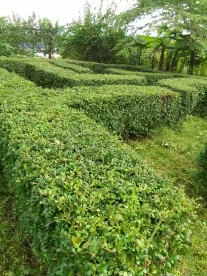 Valle Rosa Garden — Residential Lot in Bago City, Negros Occidental, Philippines — Photo 5