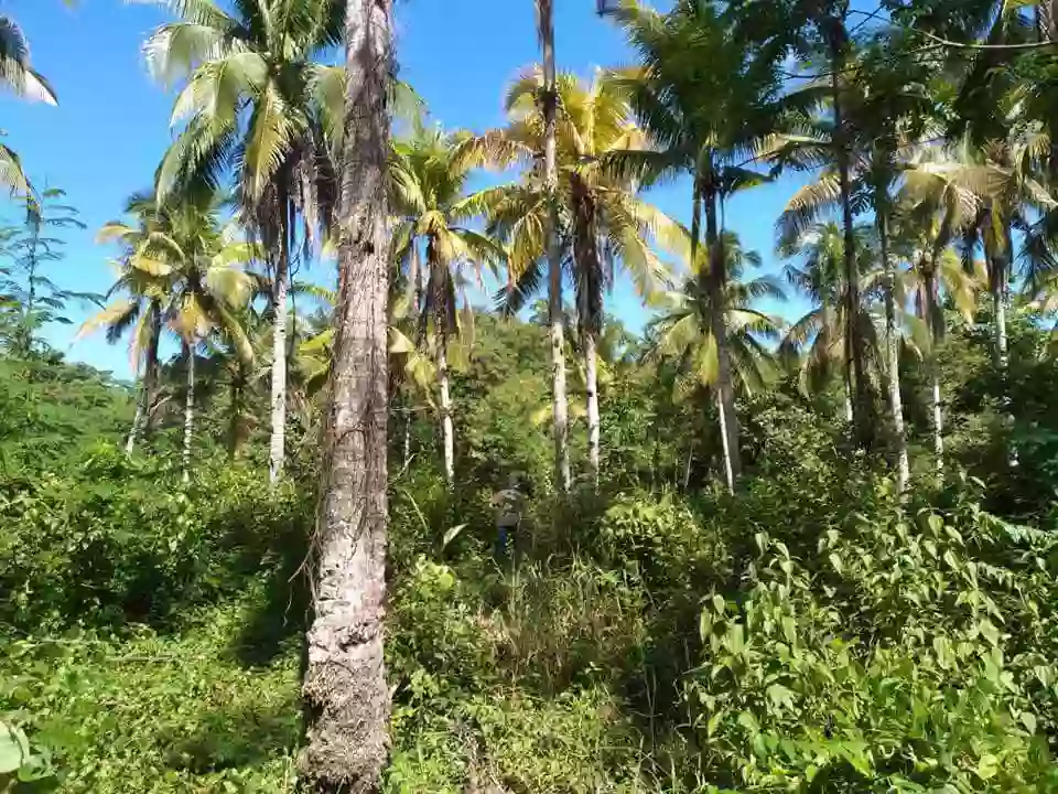 Lot for Sale – A Rare Opportunity! — Agricultural Lot in Island Garden City of Samal, Davao del Norte, Philippines — Photo 6