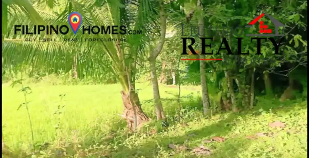 RUSH FOR SALE AGRILAND — Agricultural Lot in Buhi, Camarines Sur, Philippines — Photo 3