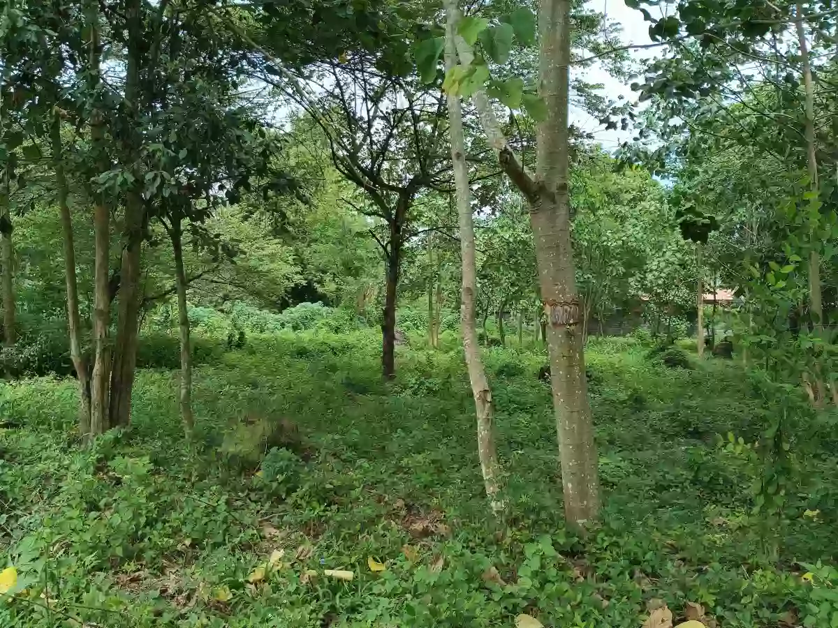 Lot for sale — Residential Lot in General Santos City — Photo 4