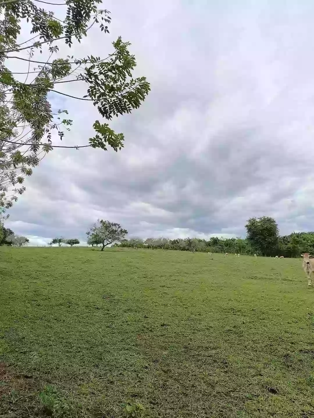 T-9965 — Agricultural Lot in Sarangani, Philippines — Photo 3