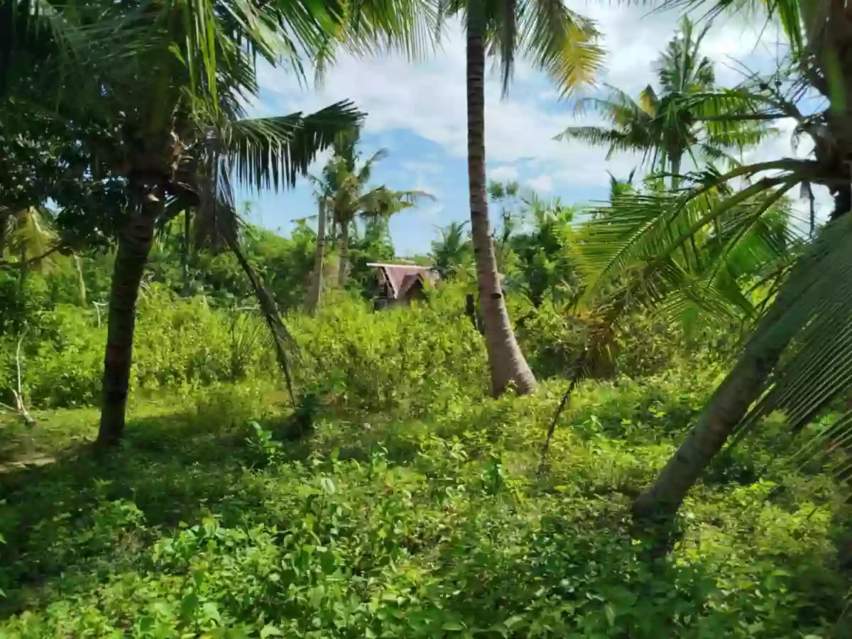 Agricultural lot with 2 house in Dumanjug — Agricultural Lot in Dumanjug, Cebu, Philippines — Photo 3