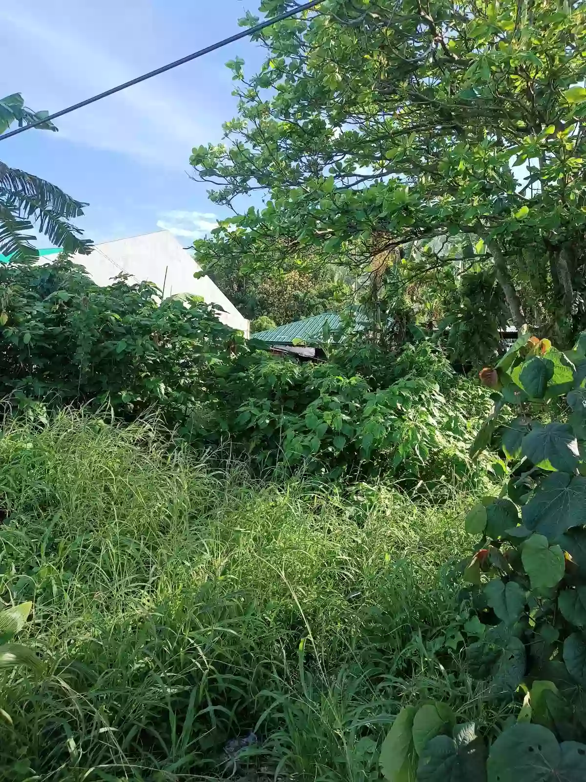 Residential Lot For Sale, along National highway Located in Calumanguin Gumaca Quezon — Residential Lot in Gumaca, Quezon, Philippines — Photo 4