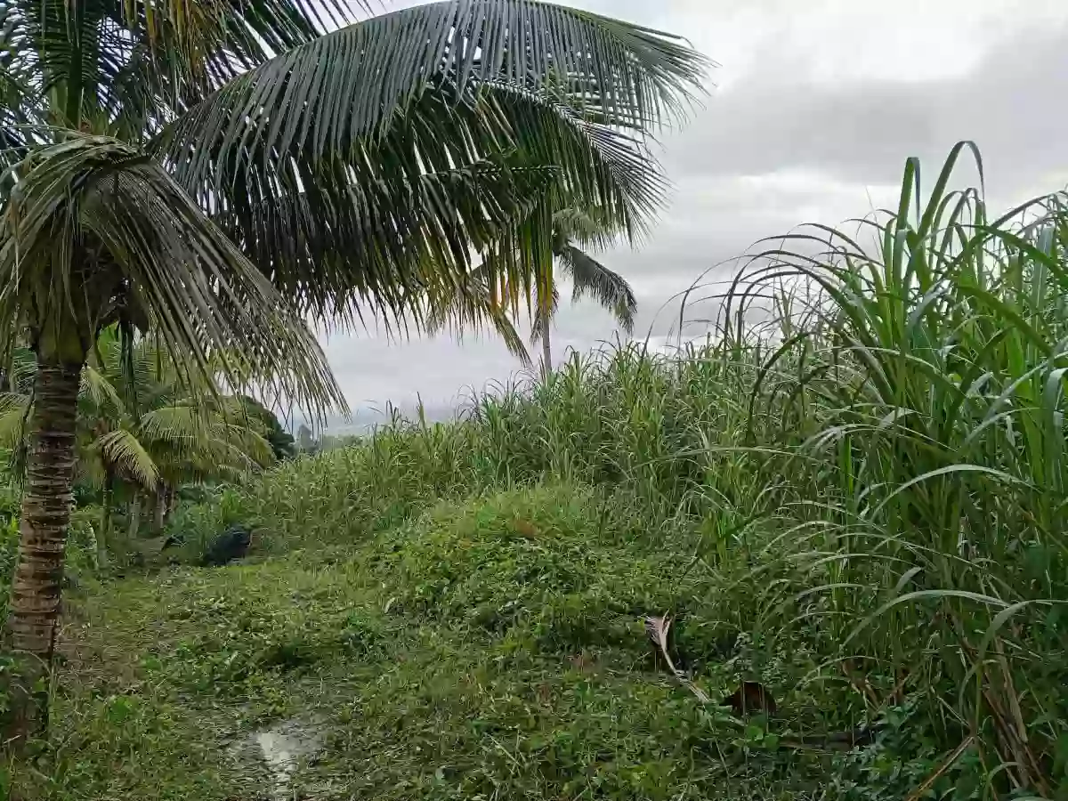 Agricultural Lot Amlan 1.5 Hectares Php1,450,000 — Agricultural Lot in Amlan, Negros Oriental, Philippines — Photo 5