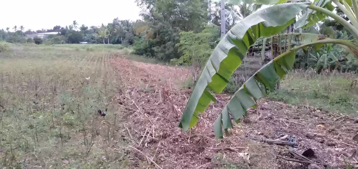 8.3 HECTARES LOT FOR SALE- BOGO CITY, CEBU — Commercial Lot in Bogo City, Cebu, Bogo City — Photo 4