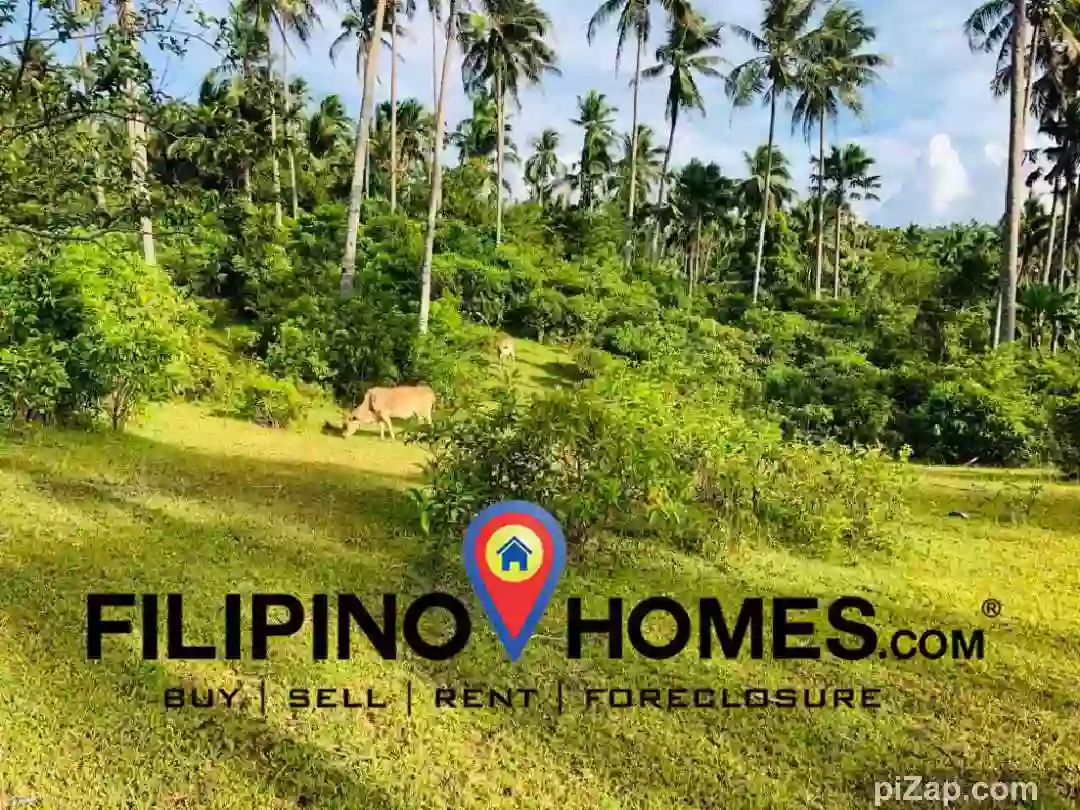 For Sale: Agricultural Lot in Legazpi City – Road Frontage, Easy Access