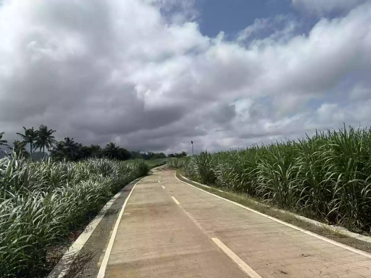 Agricultural Lot For Sale 2 Hectares Jantianon, Amlan, Negros Oriental — Agricultural Lot in Amlan, Negros Oriental, Philippines — Photo 2