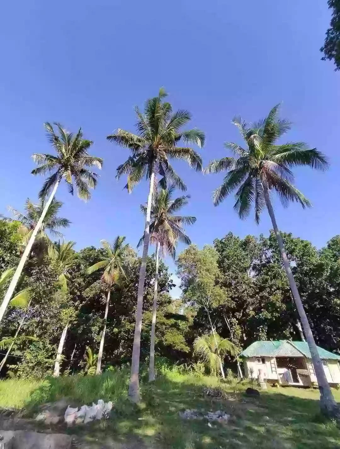 12 Hectare with House and White Sand — Beach Lot in Negros Occidental, Philippines — Photo 6