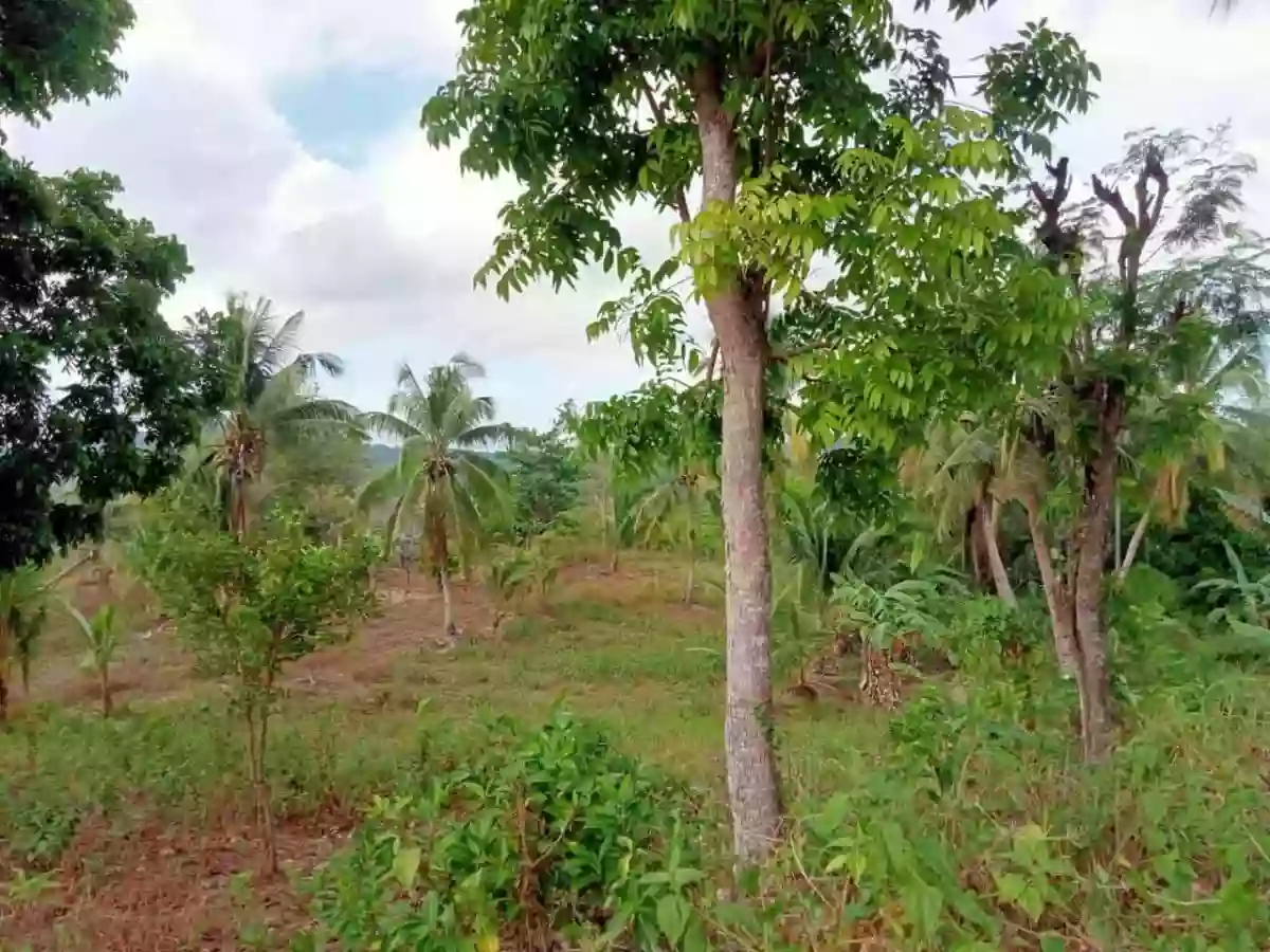 FARM LOT FOR SALE — Calidngan — Agricultural Lot in Carcar, Cebu, Philippines — Photo 7