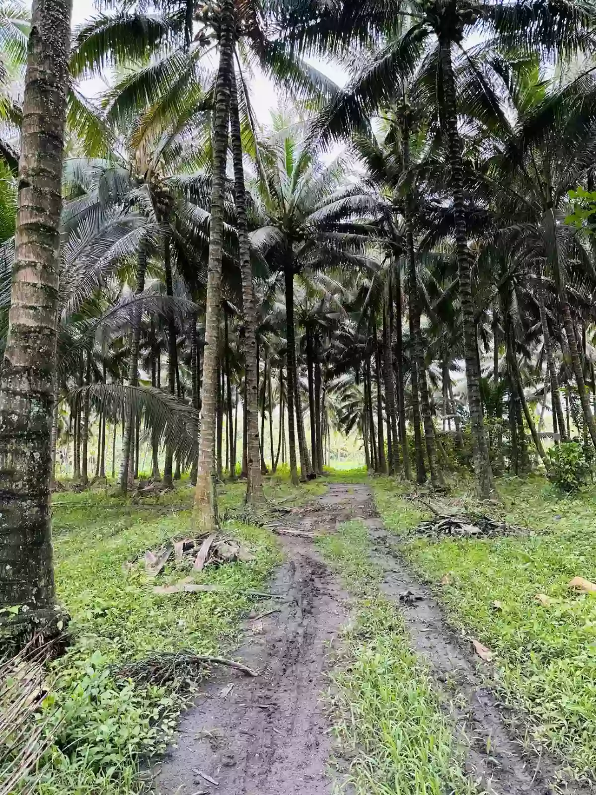 Tinagacan 9has at 3M — Agricultural Lot in General Santos City, South Cotabato, Philippines — Photo 5