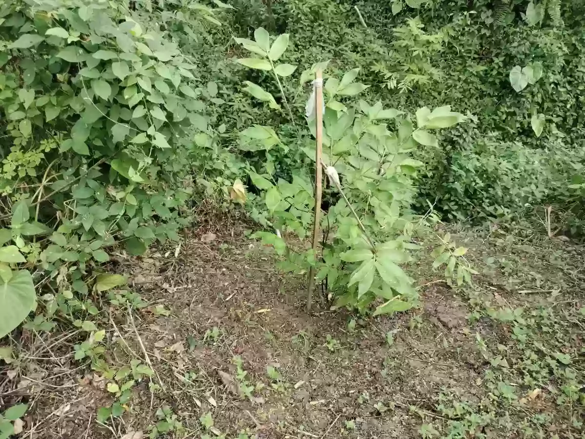 FULLY PLANTED UPLAND FARM — Agricultural Lot in Compostela, Davao de Oro, Philippines — Photo 2