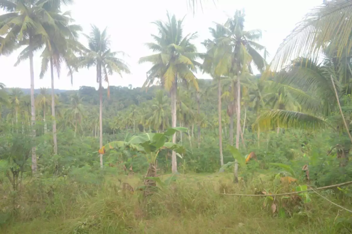 Farm Lot For Sales @ Brgy. Lamak, Dumanjug, Cebu — Agricultural Lot in Dumanjug, Cebu, Philippines — Photo 7