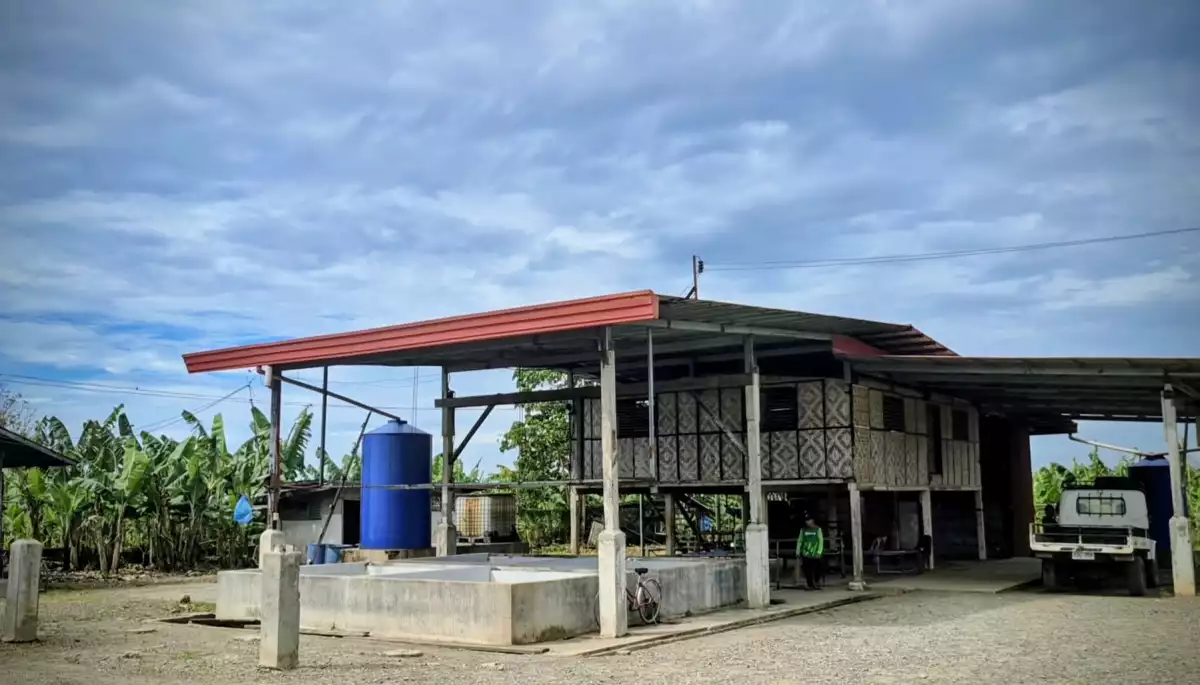 Open photo 11 of 11 — 8.8 Hectares Fully Planted EXPORT QUALITY Banana Farm