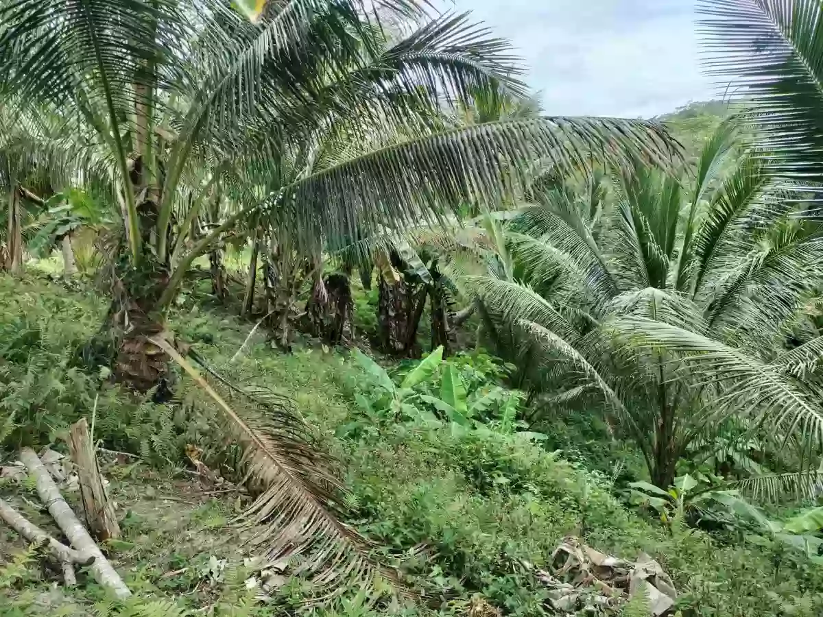 FULLY PLANTED UPLAND FARM — Agricultural Lot in Compostela, Davao de Oro, Philippines — Photo 5