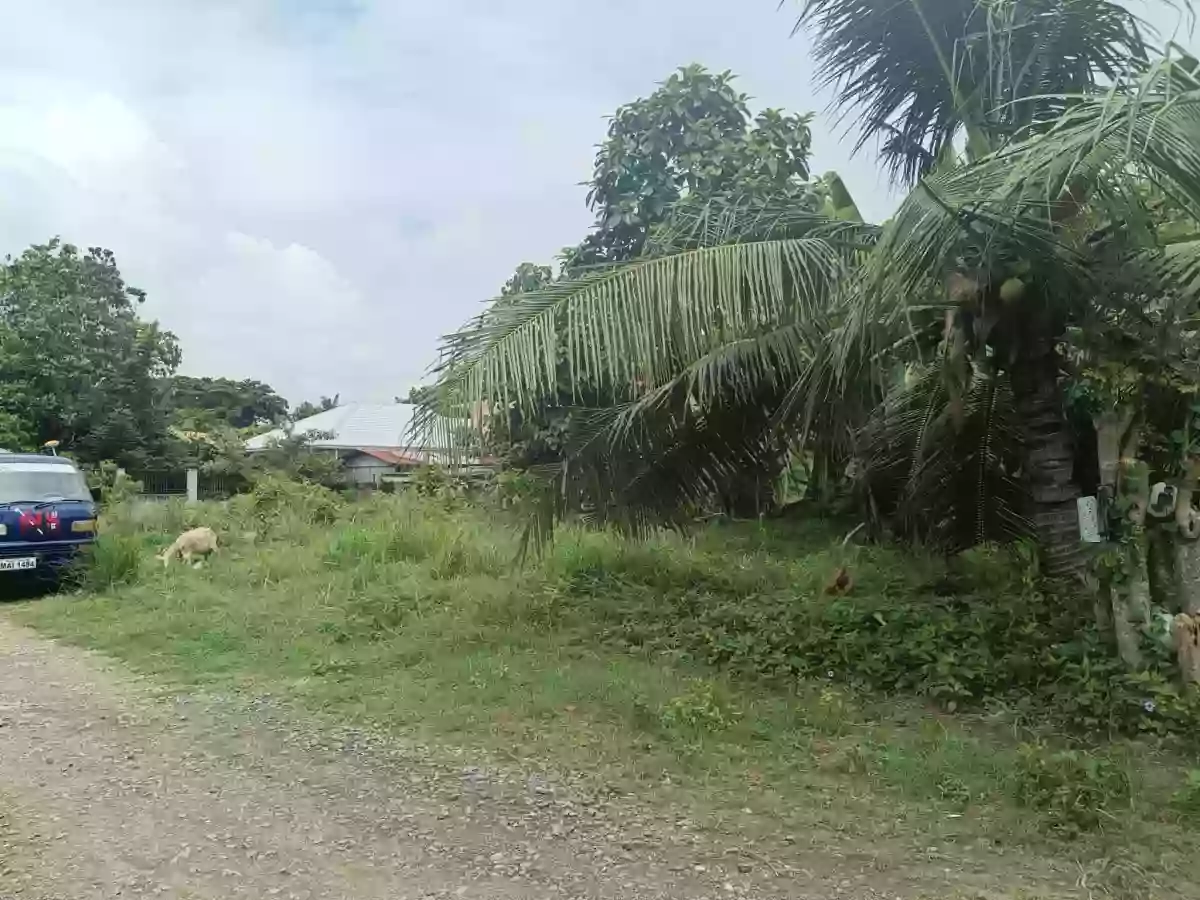 For Sale Residential Lot in Minglanilla — Residential Lot in Minglanilla City, Cebu, Philippines — Photo 2