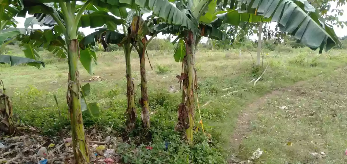 8.3 HECTARES LOT FOR SALE- BOGO CITY, CEBU — Commercial Lot in Bogo City, Cebu, Bogo City — Photo 5