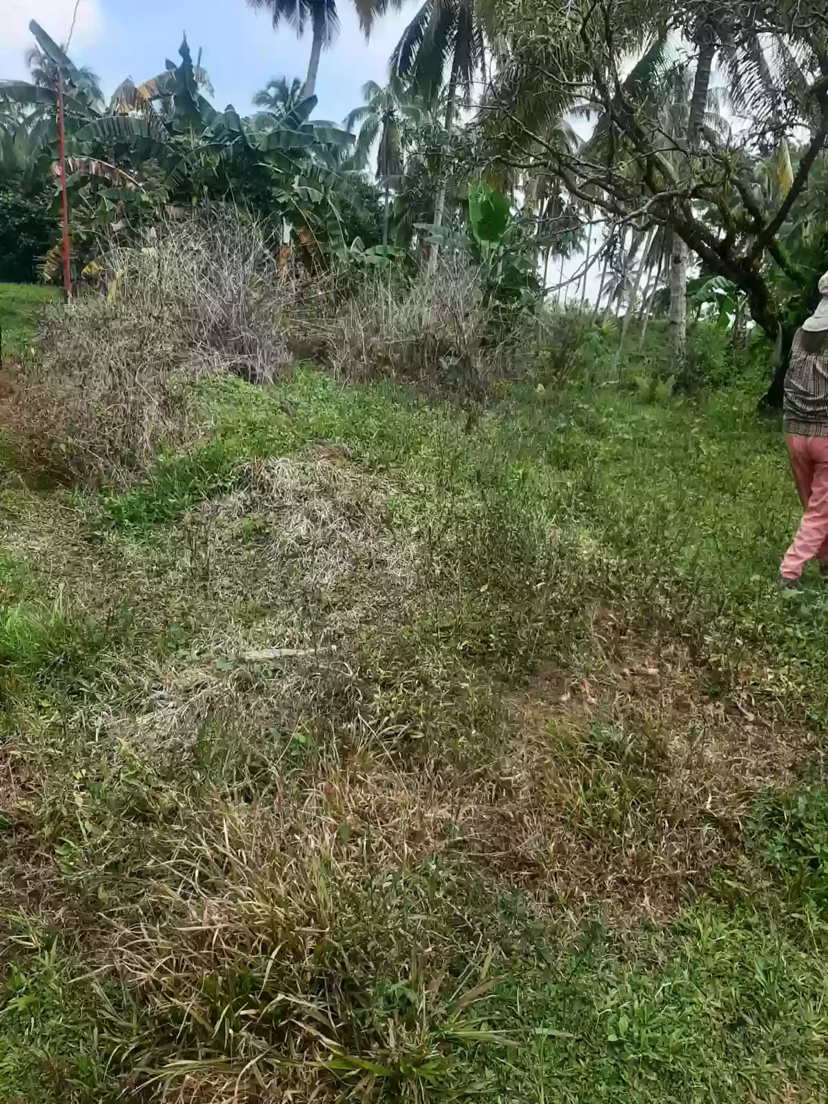 Residential lot for sale — Residential Lot in Virgin Delos Remedios, Toril, Davao City — Photo 2