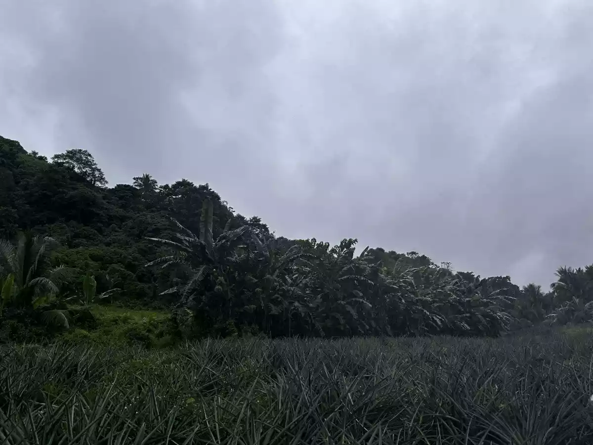 1 Hectare Agricultural Land — Agricultural Lot in Tupi, South Cotabato, Philippines — Photo 3