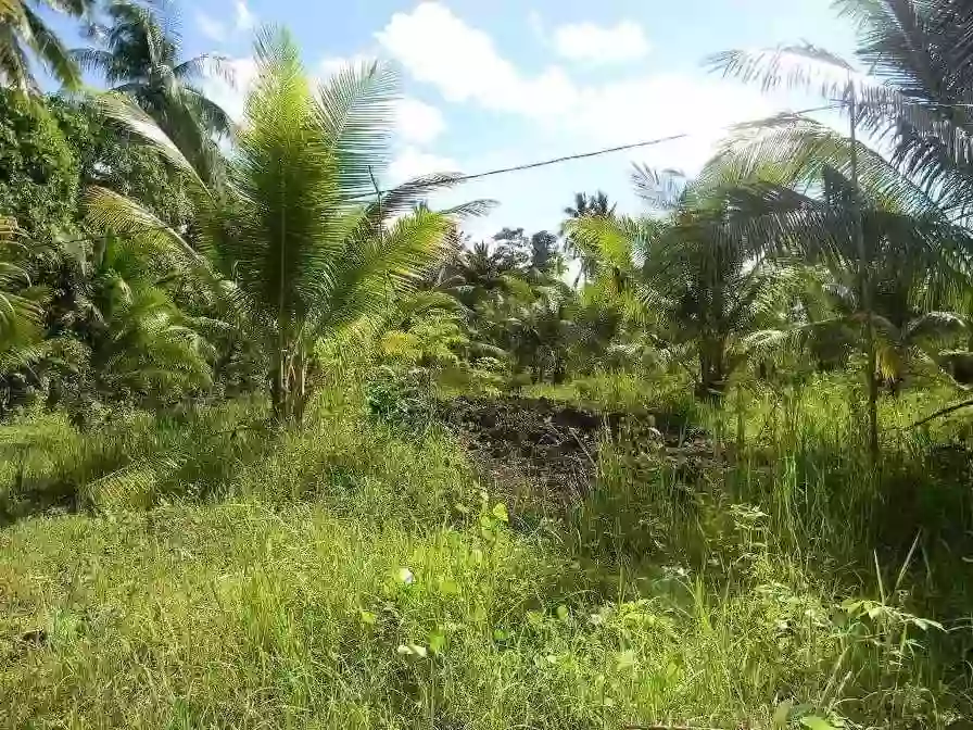 AGRICULTURAL LOT FOR SALE IN CAMOTES — Agricultural Lot in San Francisco, Cebu, Philippines — Photo 6