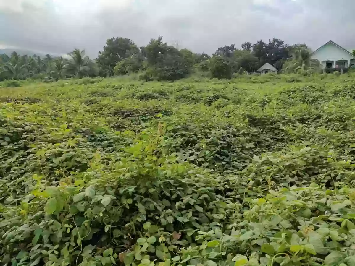 Open photo 11 of 11 — Lot for Sale in Balugo Sibulan