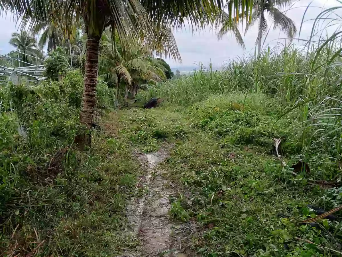 Agricultural Lot Amlan 1.5 Hectares Php1,450,000 — Agricultural Lot in Amlan, Negros Oriental, Philippines — Photo 4