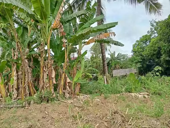 Residential Lot For Sale at Tak an. Tabuc Camalig Bato.Danao City — Residential Lot in Danao City, Cebu, Philippines — Photo 2