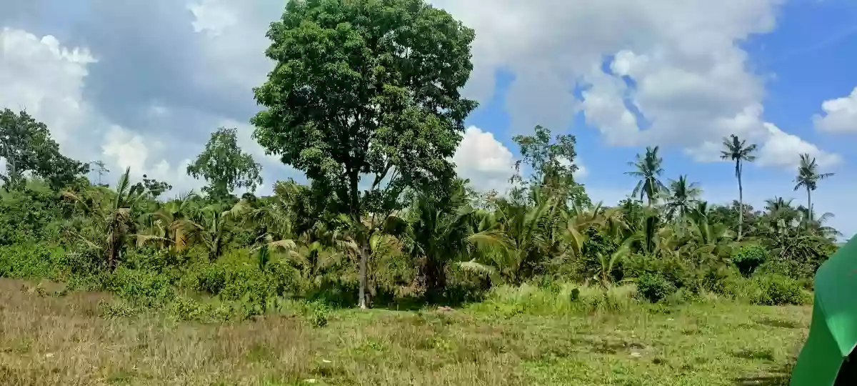 Rush For Sale Lot Only In Pinamungahan Cebu Along the Road — Residential Lot in Cebu, Philippines — Photo 2