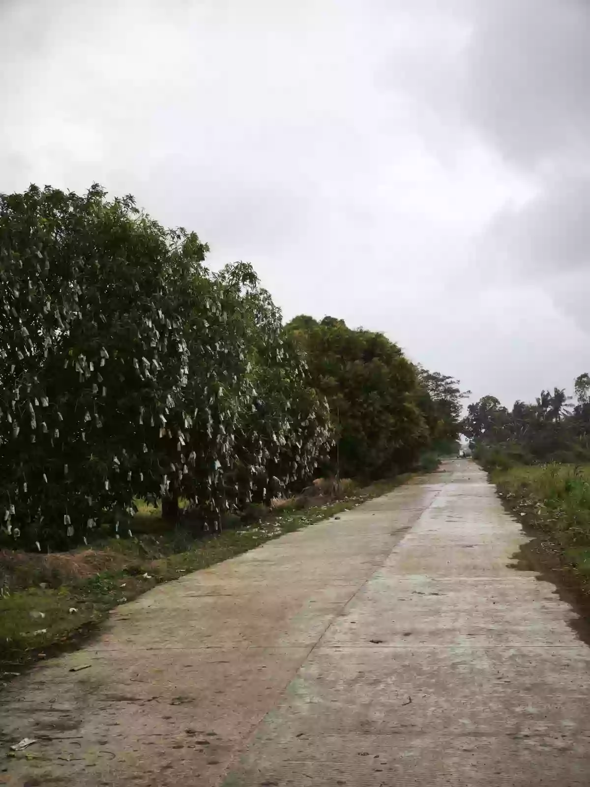 FARM LOT with Mango trees for sale in Oton, Iloilo 