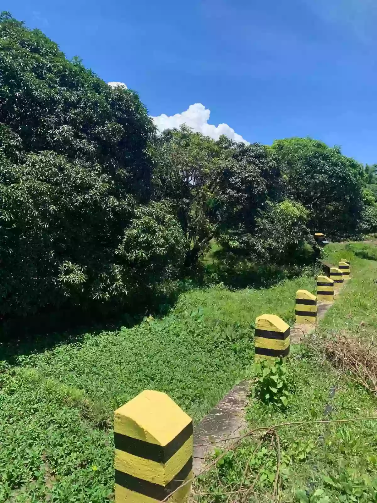 ZAMBOANGUITA NEGROS ORIENTAL Farm Lot for Sale!!! — Agricultural Lot in Negros Oriental, Philippines — Photo 2