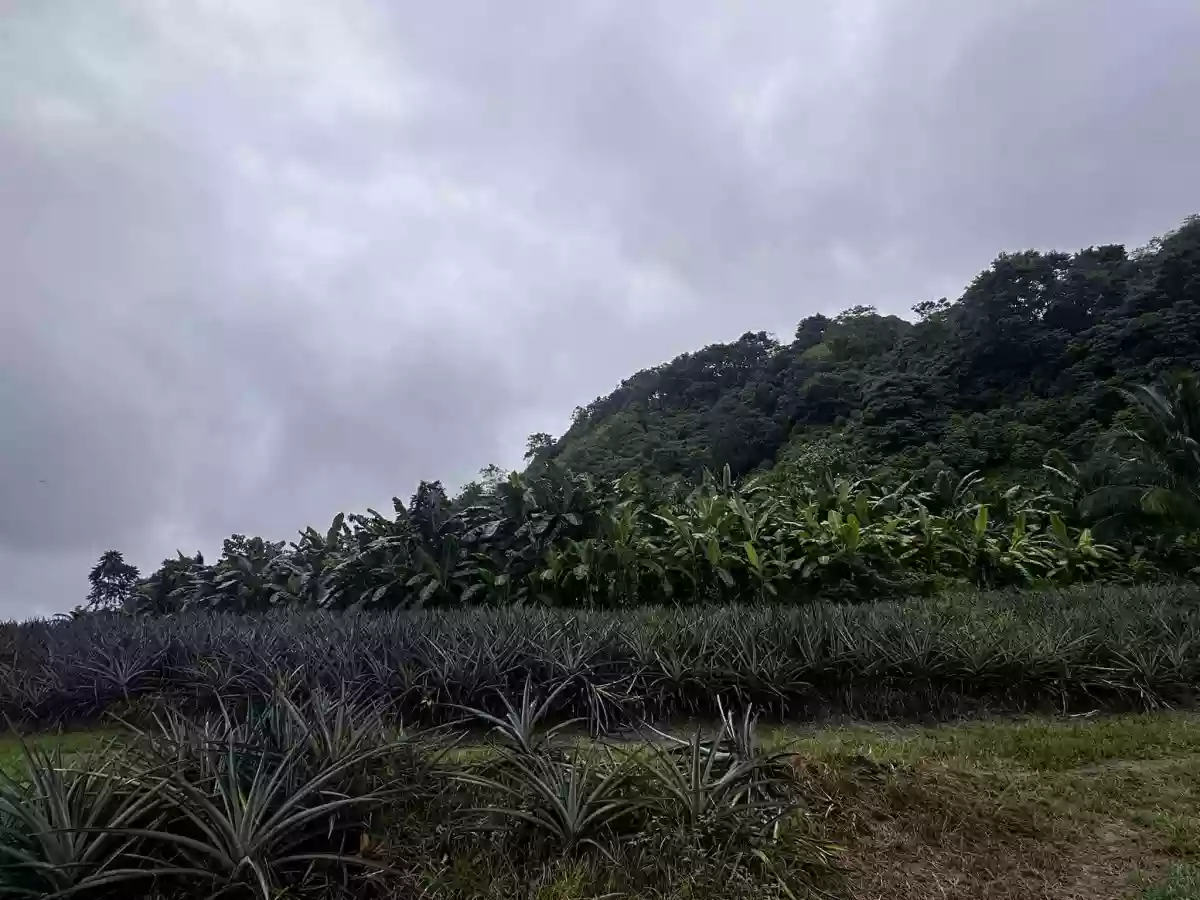 1 Hectare Agricultural Land — Agricultural Lot in Tupi, South Cotabato, Philippines — Photo 3