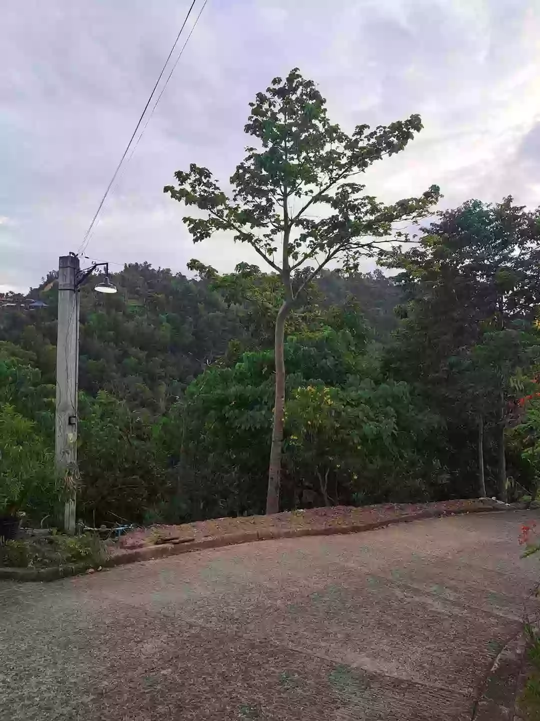 Overlooking Mountain City View Lot in Busay, Cebu City — Residential Lot in Cebu Transcentral Highway, Cebu City, Cebu — Photo 2