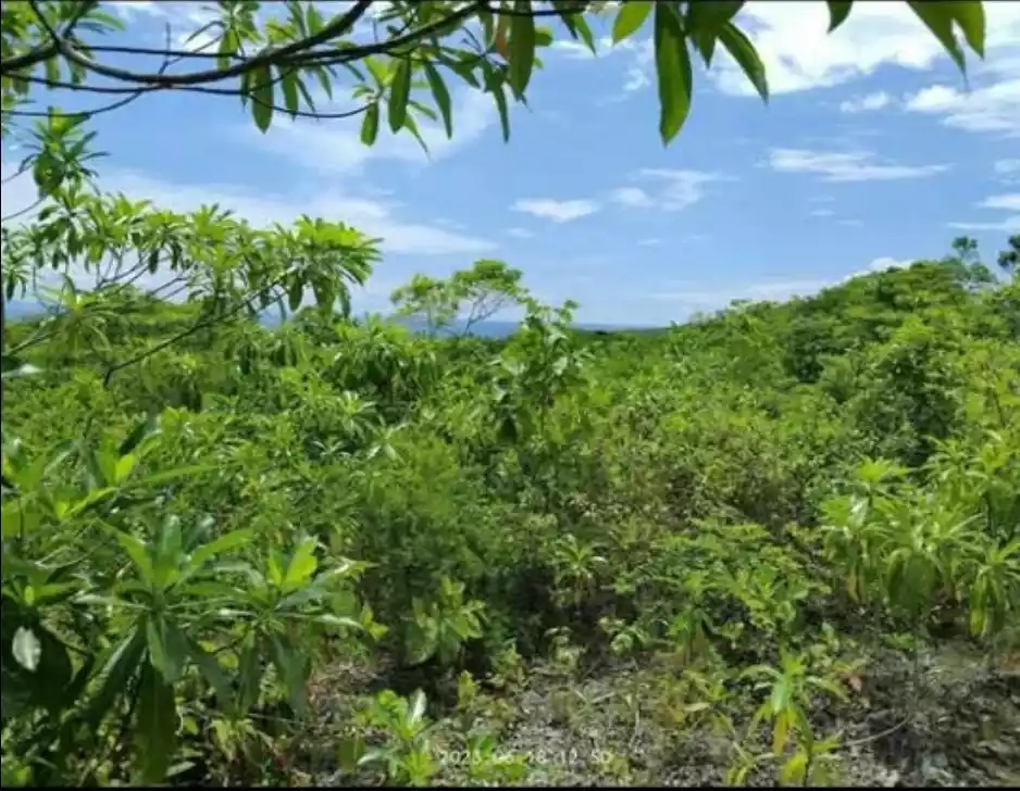 Agricultural Lot in Tuburan Cebu — Agricultural Lot in Cebu, Philippines — Photo 3
