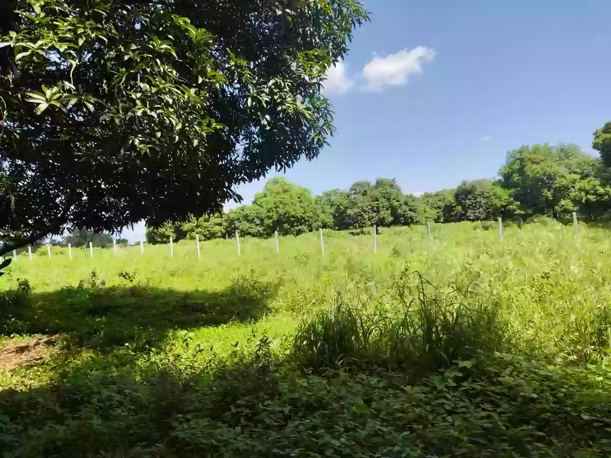 Residential Lot for Sale in Cannery Polomolok