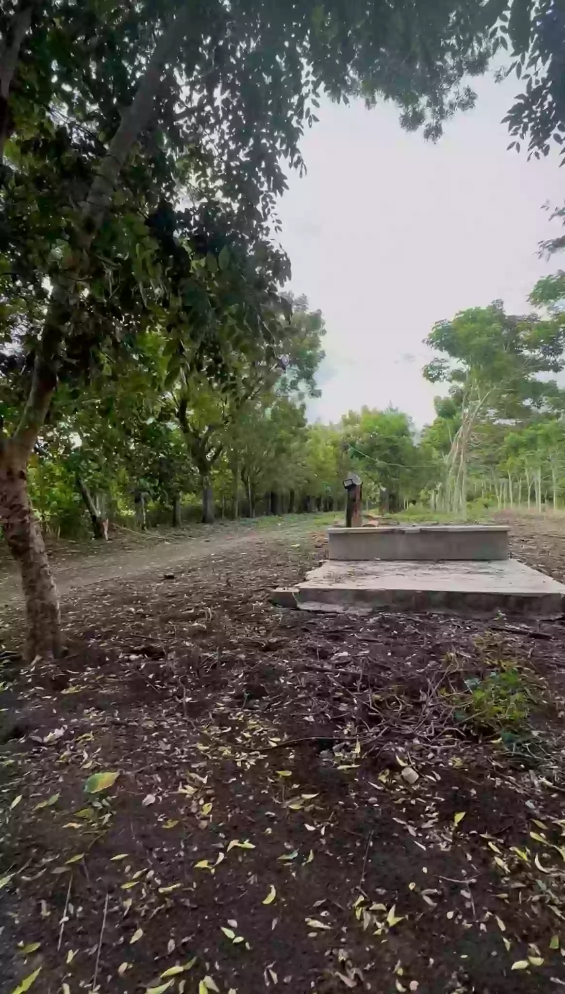 12 - 14 Hectare Lot at Brgy Conel, General Santos City — Agricultural Lot in General Santos City (Dadiangas), South Cotabato, Philippines — Photo 5