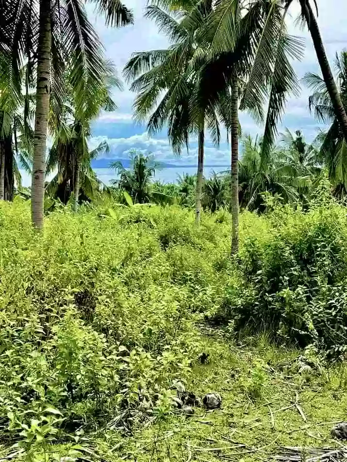 Spectacular Real Estate Opportunity in Sibonga with Stunning Sea and Mountain Views — Agricultural Lot in Cebu, Philippines — Photo 5