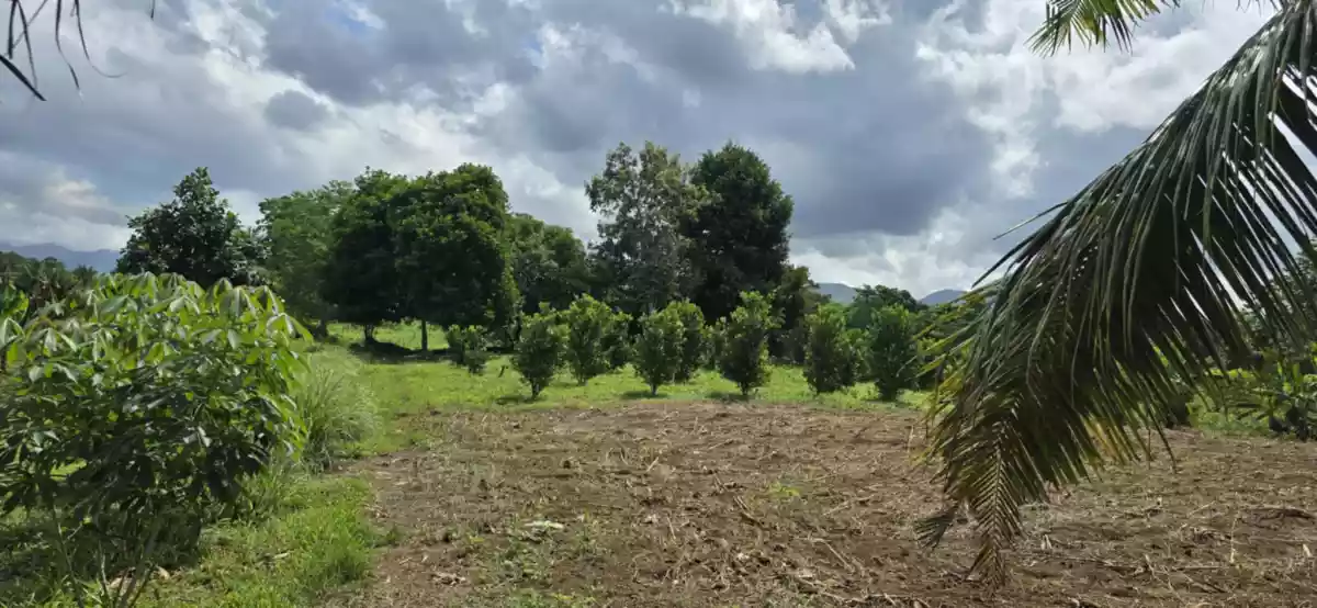 Open photo 11 of 12 — ORMOC FARM LOT FOR SALE