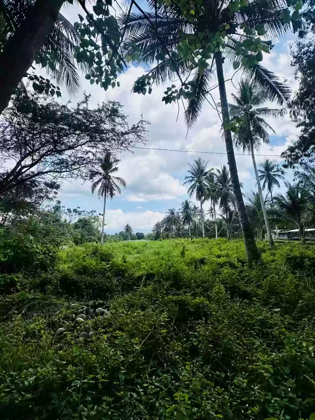 1.1 ha in Glamang