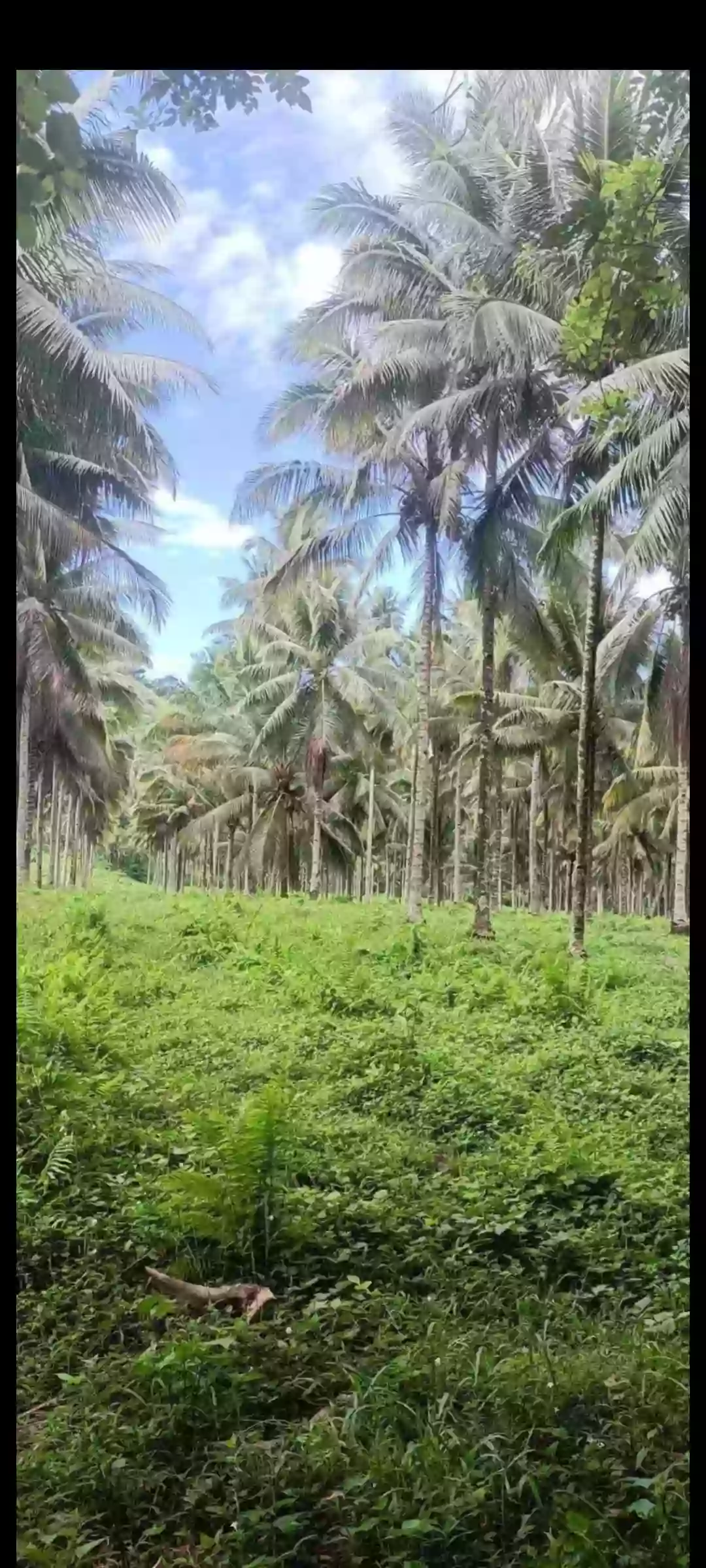 Farm lot — Agricultural Lot in Malapatan, Sarangani, Philippines — Photo 2