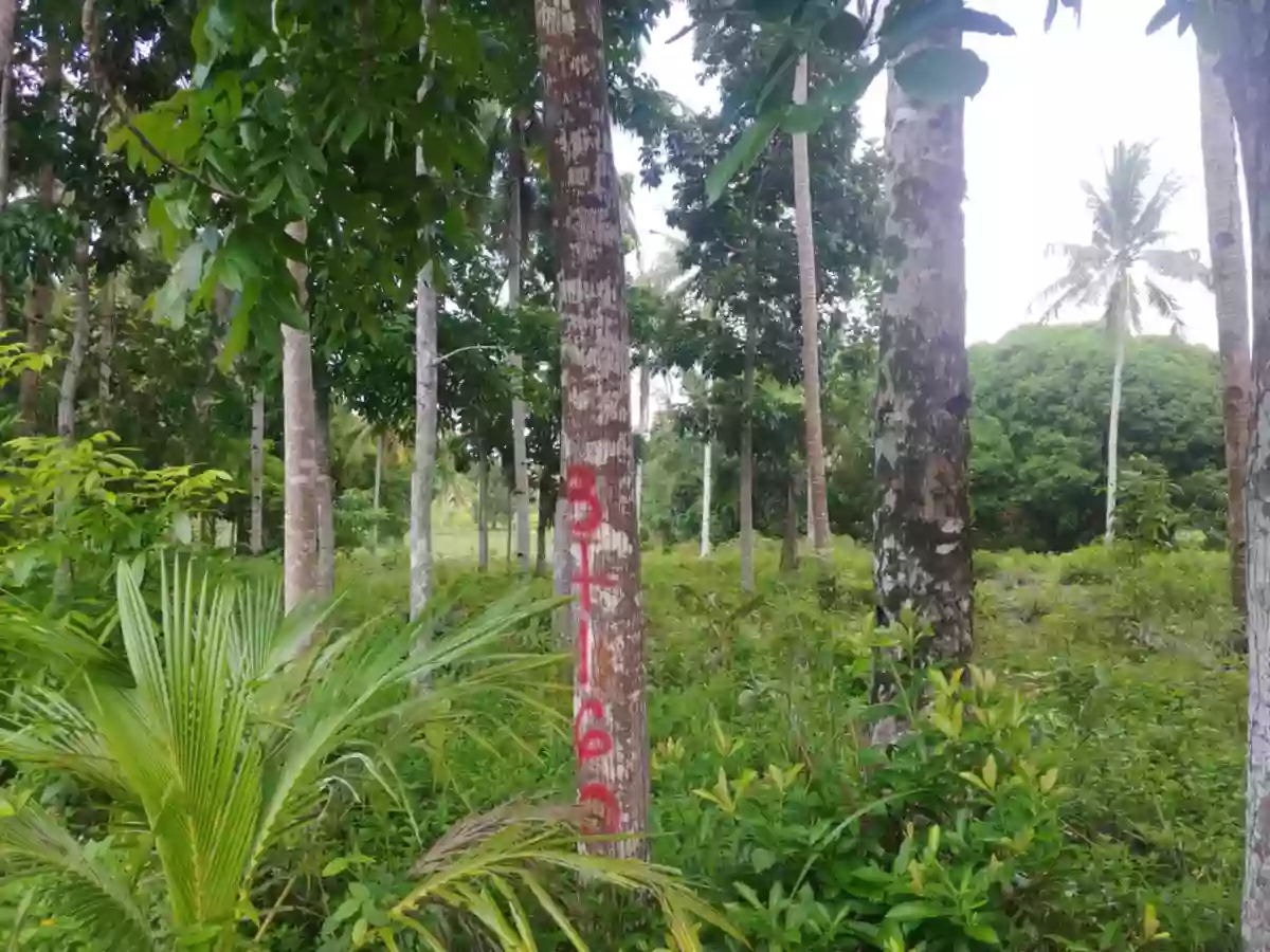 Land for Sale — Agricultural Lot in Guimaras, Philippines — Photo 4