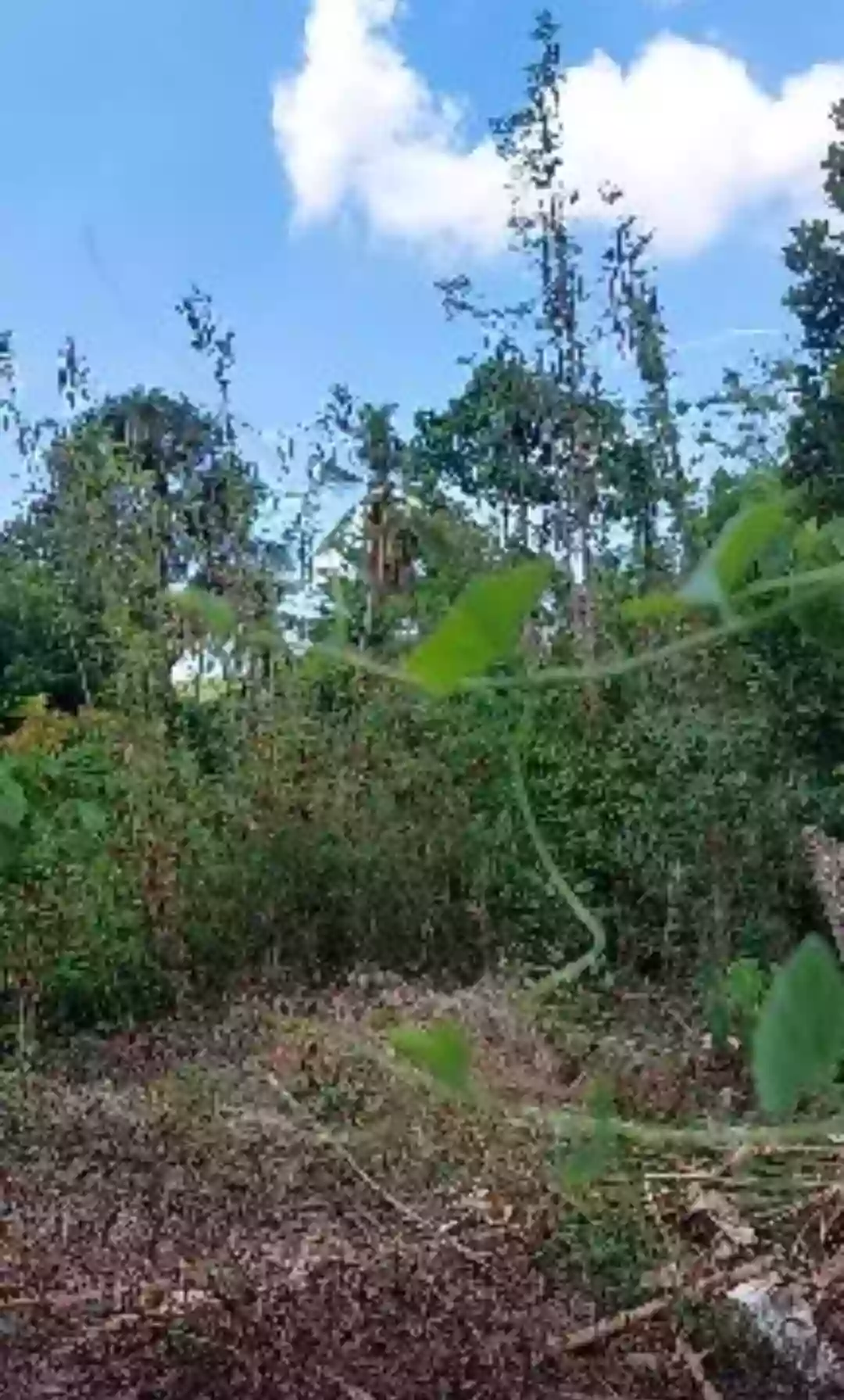Residential or Commercial Lot — Residential Lot in Liloan, Cebu, Philippines — Photo 4