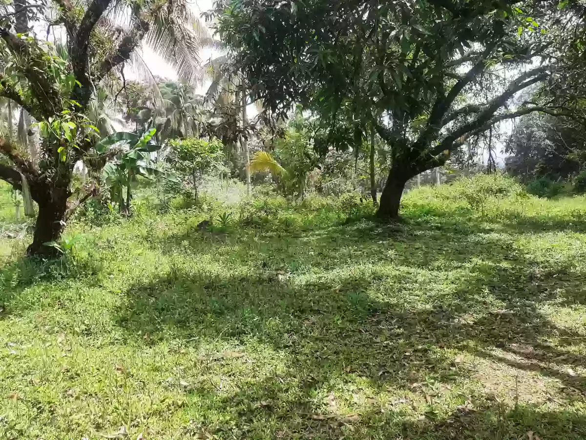 Residential lot for sale — Residential Lot in Virgin Delos Remedios, Toril, Davao City — Photo 4