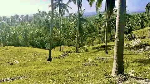 Spectacular Real Estate Opportunity in Sibonga with Stunning Sea and Mountain Views — Agricultural Lot in Cebu, Philippines — Photo 3