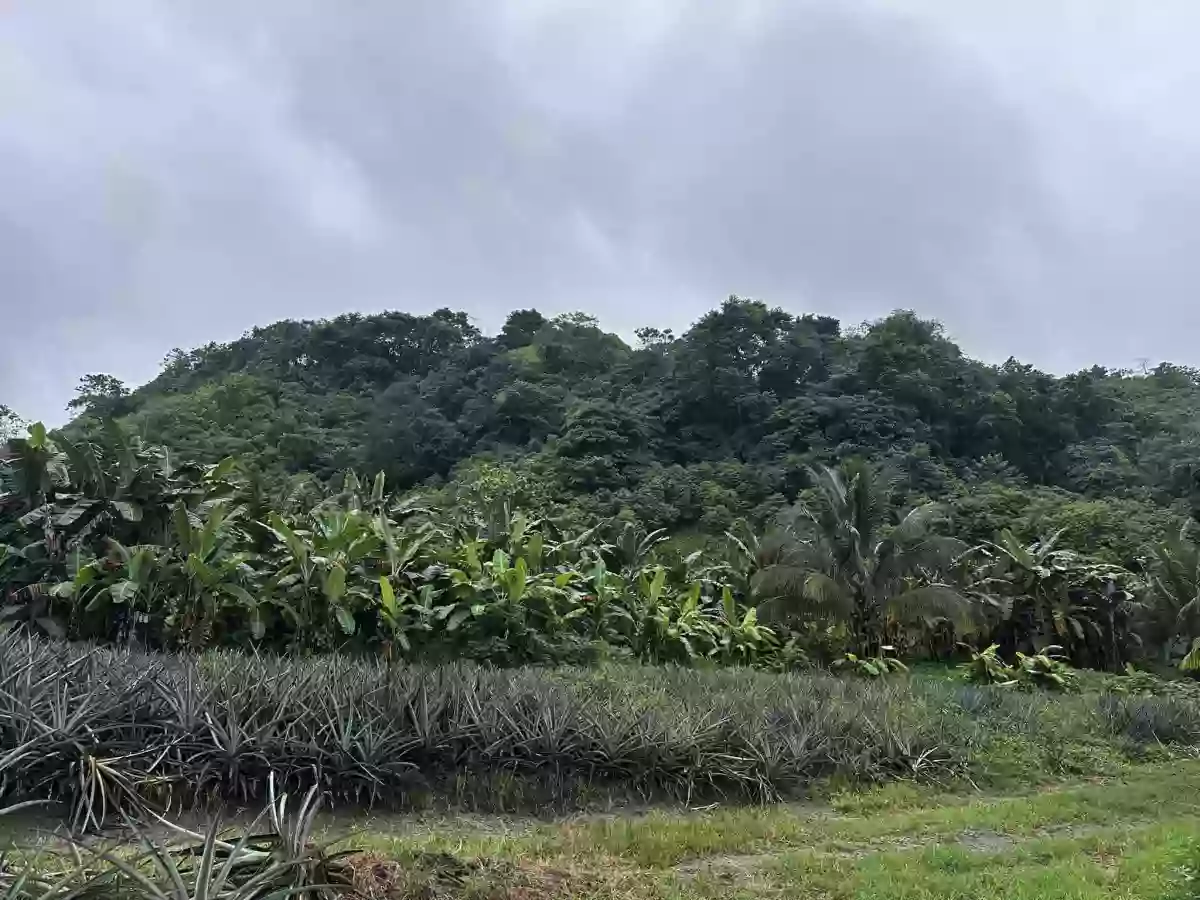 1 Hectare Agricultural Land — Agricultural Lot in Tupi, South Cotabato, Philippines — Photo 6