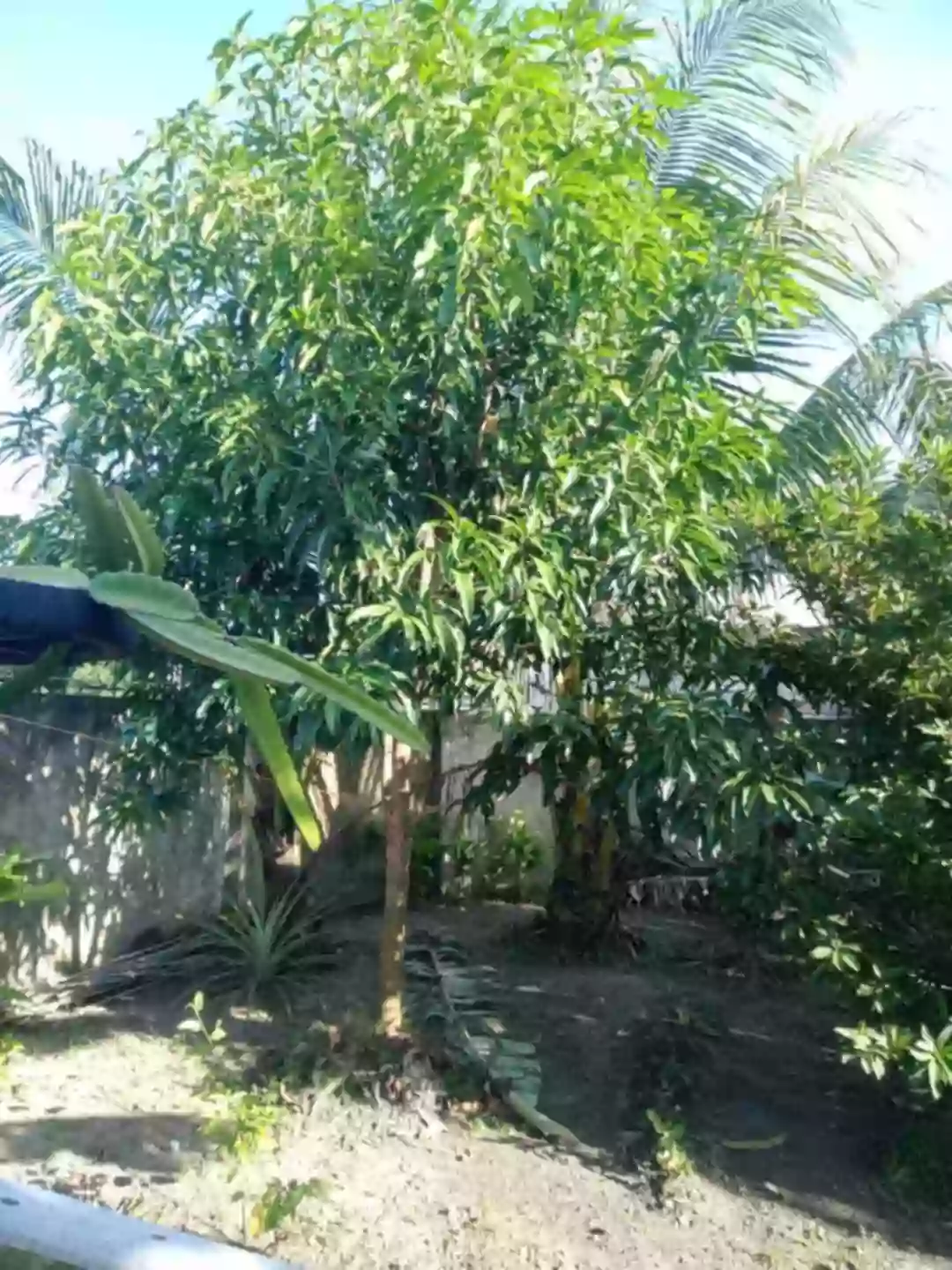 LOT FOR 400sq.m. Lot area both Corner Lot — Residential Lot in Talisay City, Negros Occidental, Philippines — Photo 2