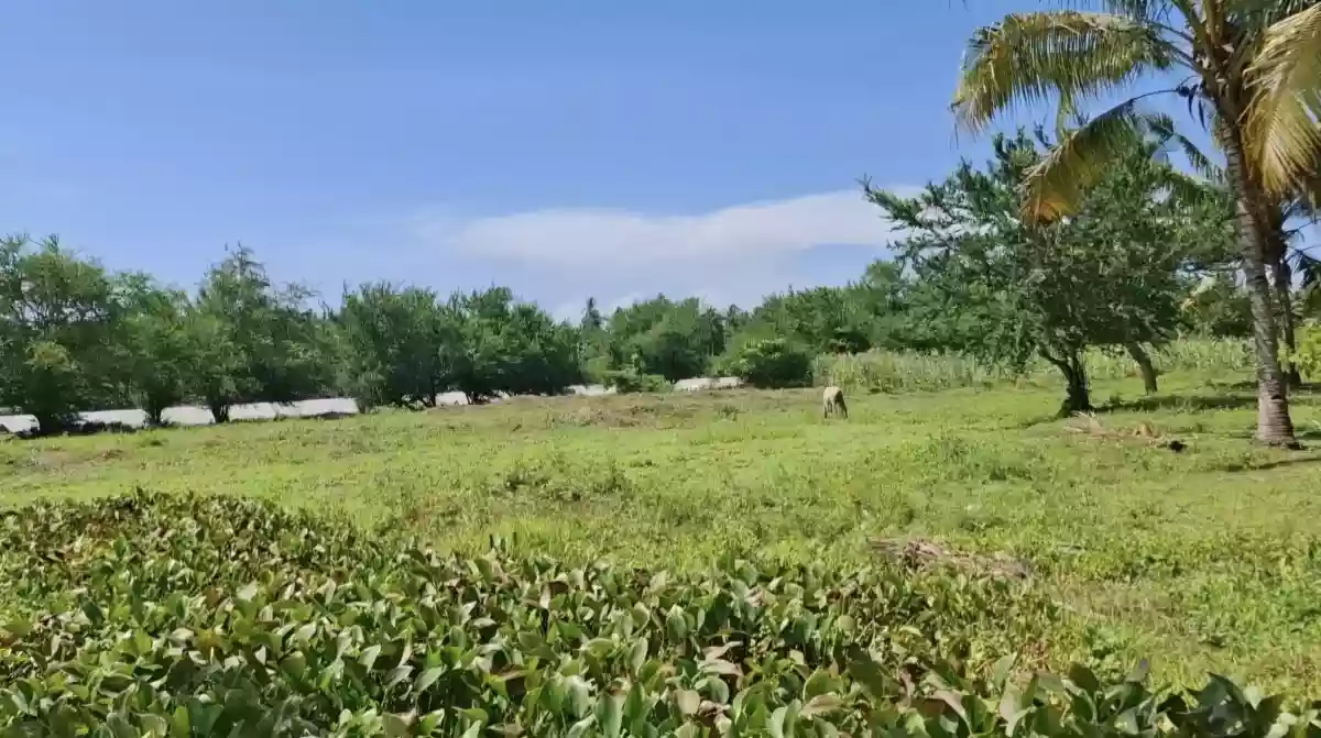 LOT FOR SALE! — Agricultural Lot in Malapatan, Sarangani, Philippines — Photo 2