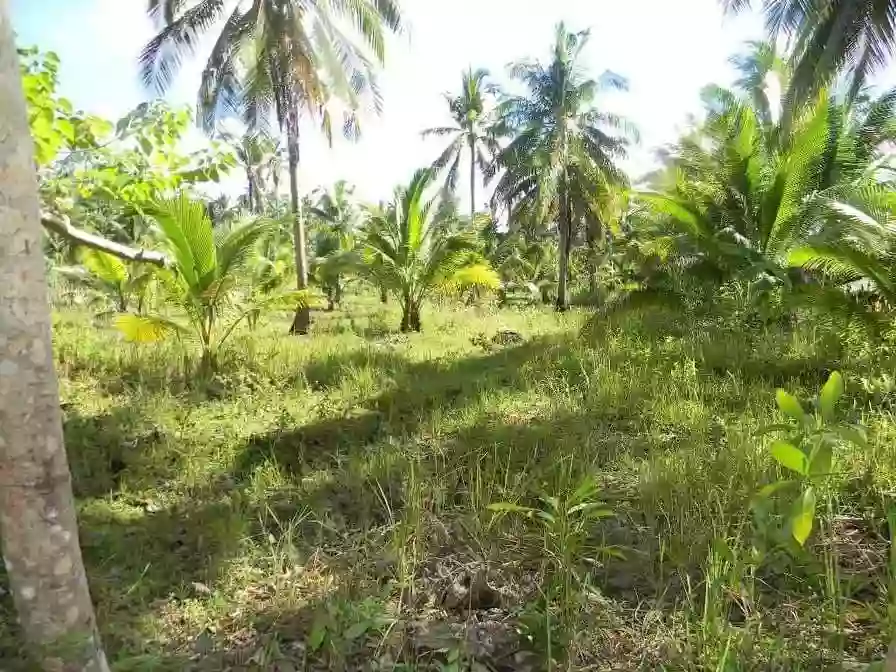Open photo 11 of 11 — AGRICULTURAL LOT FOR SALE IN CAMOTES