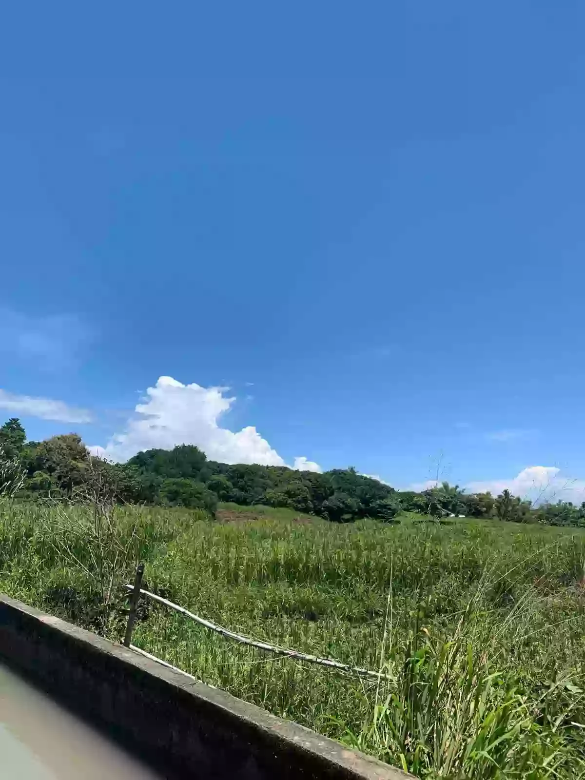ZAMBOANGUITA NEGROS ORIENTAL Farm Lot for Sale!!! — Agricultural Lot in Negros Oriental, Philippines — Photo 3