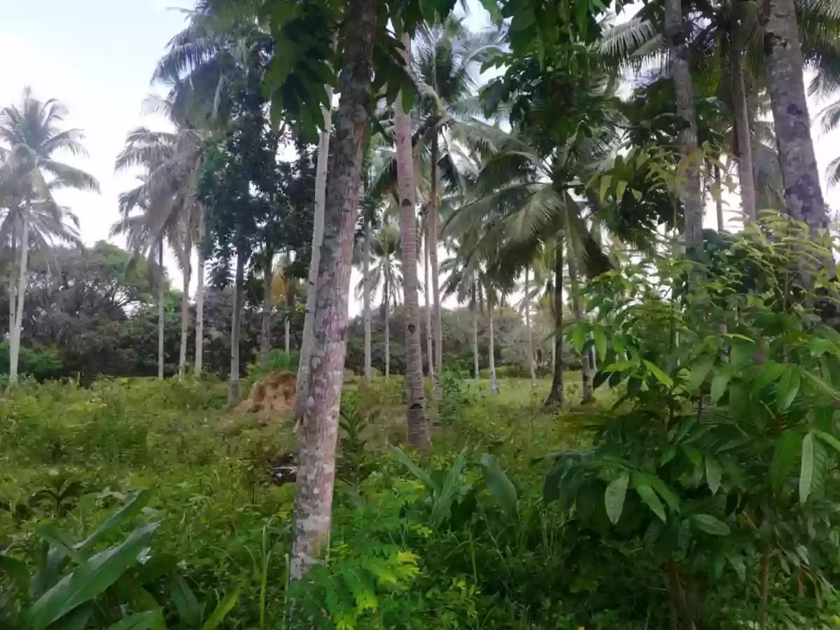 Land for Sale