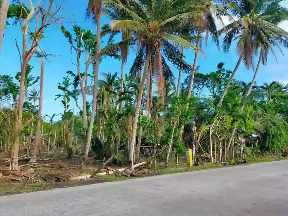 LOT ONLY FOR SALE in Argao Cebu for only 3k/sqm — Agricultural Lot in Argao, Cebu, Philippines — Photo 3